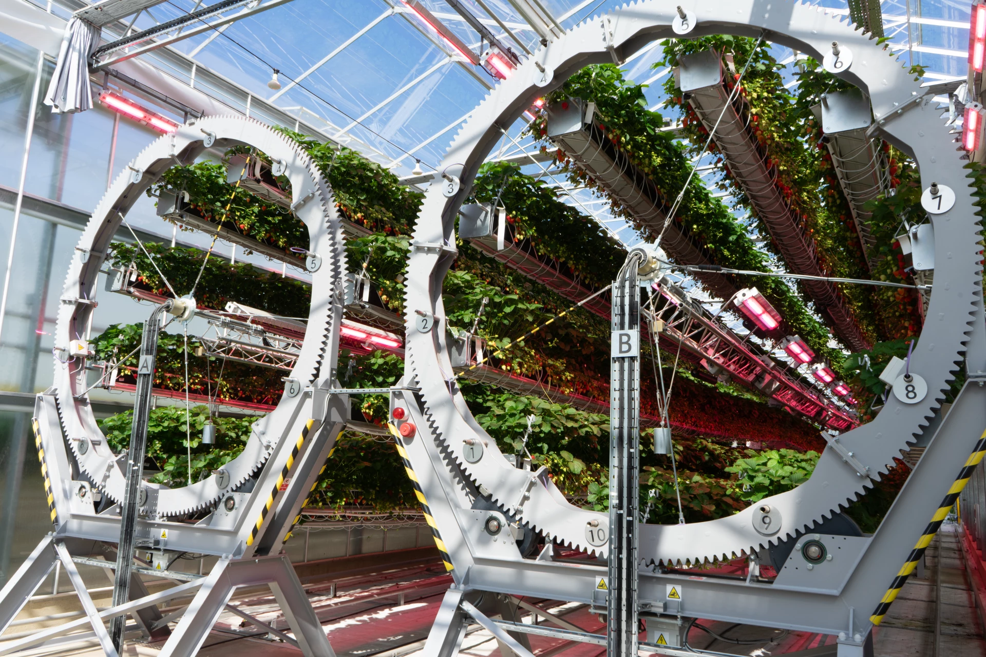 Robotic strawberry harvesting at Dyson Farming's automated glasshouse facility